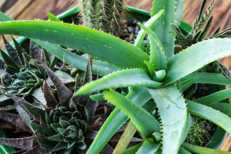 L’aloe vera, une plante medecinale