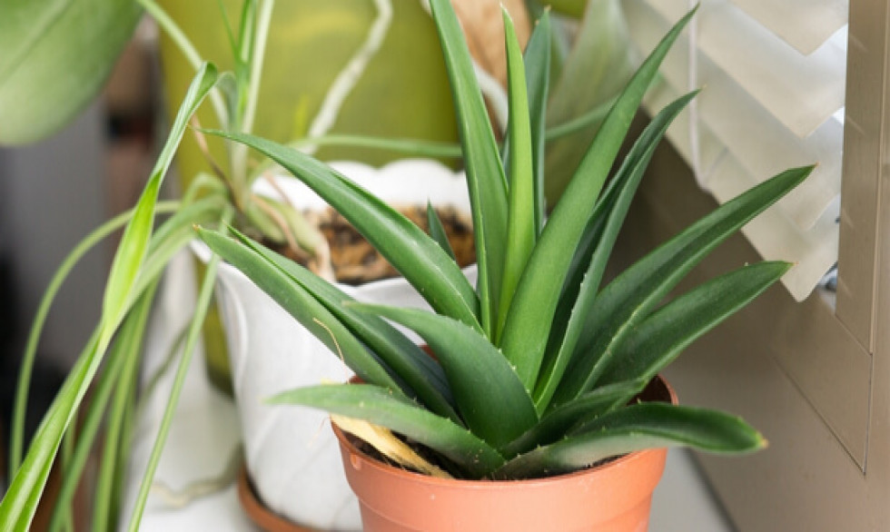 L’aloe vera, une plante medecinale