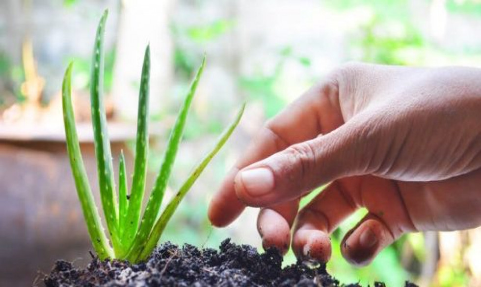 L’aloe vera, une plante medecinale