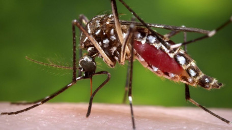 Moustiques génétiquement modifiés : Le premier lâcher expérimental réalisé au Burkina